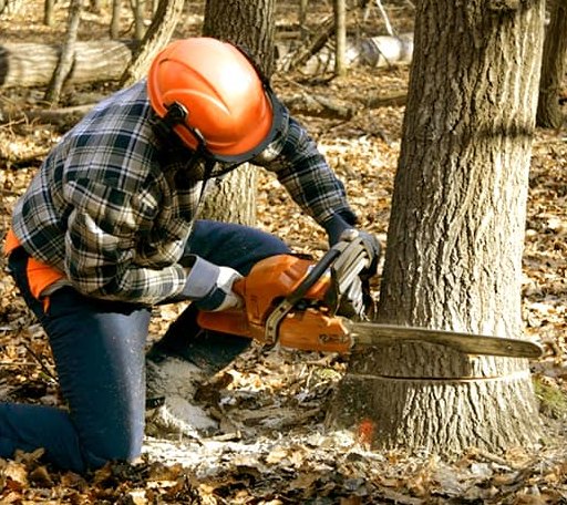 Tree Removal in Broughton, IL